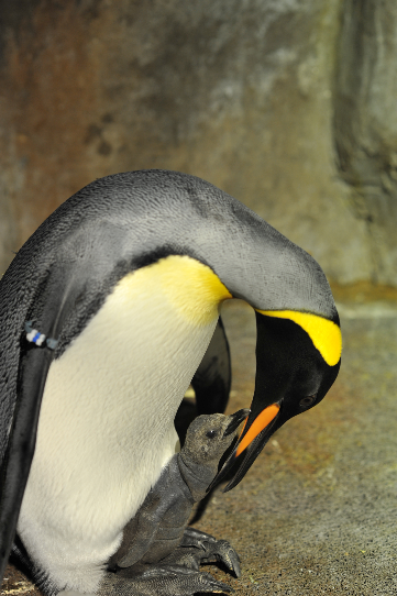 生活-海洋公園-動物保育-企鵝-助產士