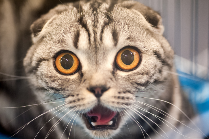 gray cat with yellow eyes staring at the screen