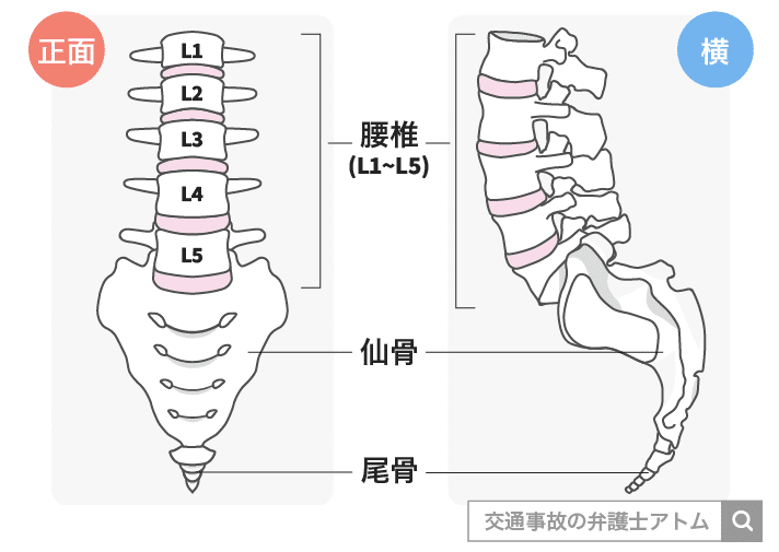 腰椎の正面図・横図