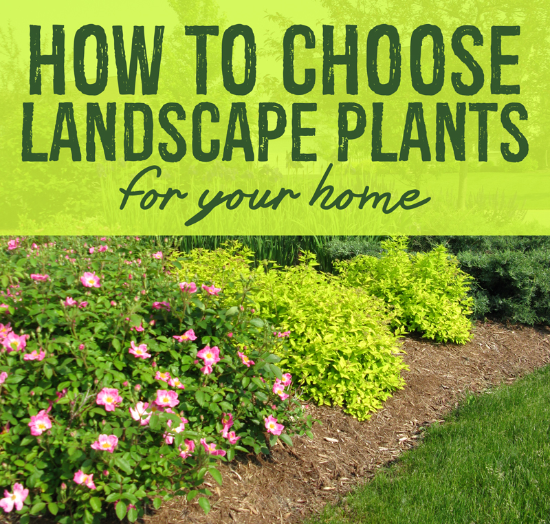 How to Choose the Right Plants for Landscaping