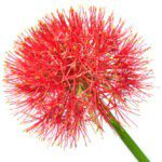 Blood Lily