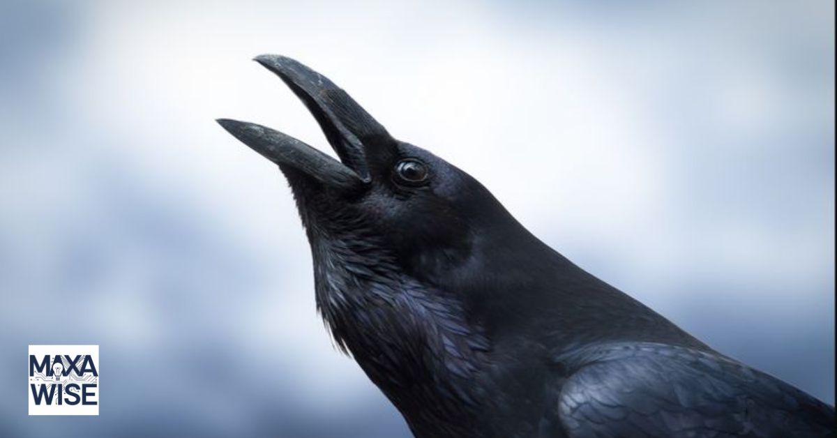 What Does a Crow Symbolize