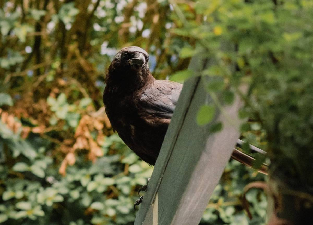 A crow sits on a narrow wooden beam