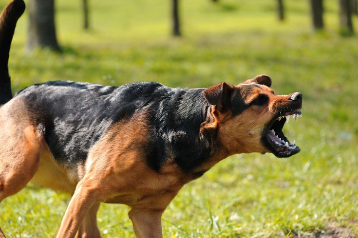 Training for Aggressive Dogs