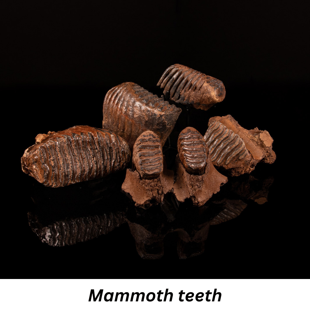 Mammoth Teeth