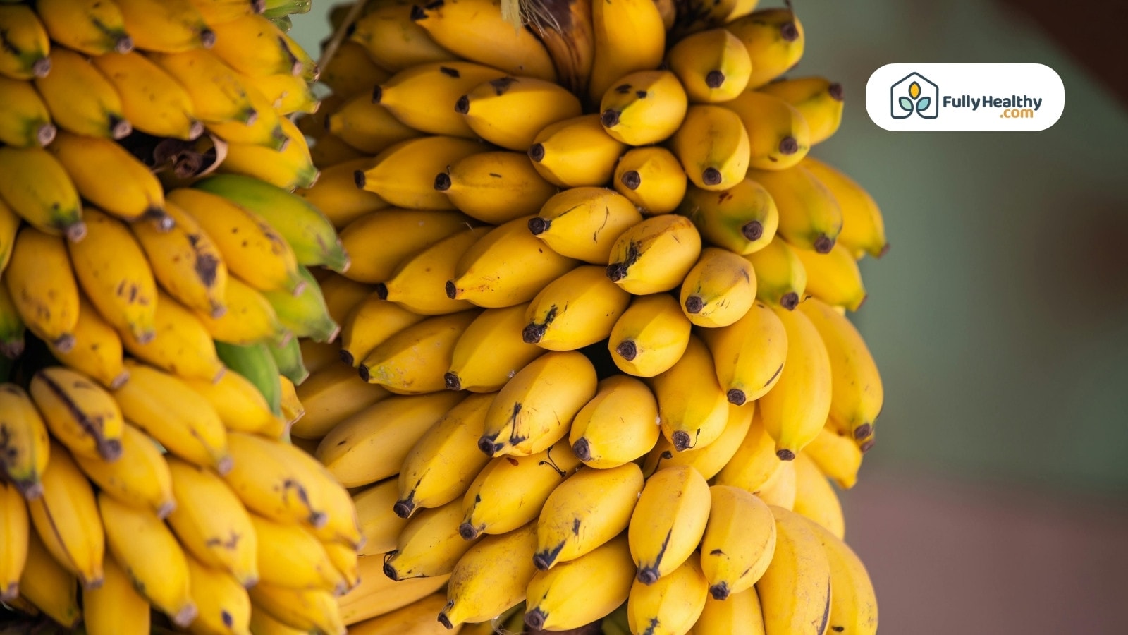Large cluster of bananas hanging from banana tree