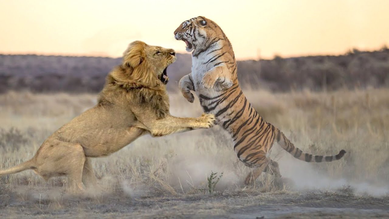 Tiger vs lion