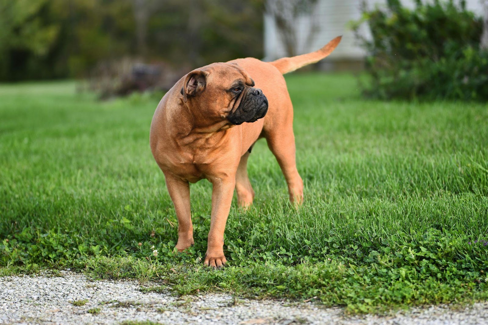 Bullmastiffs