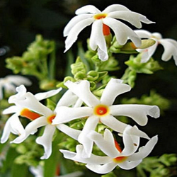 Night Flowering Jasmine