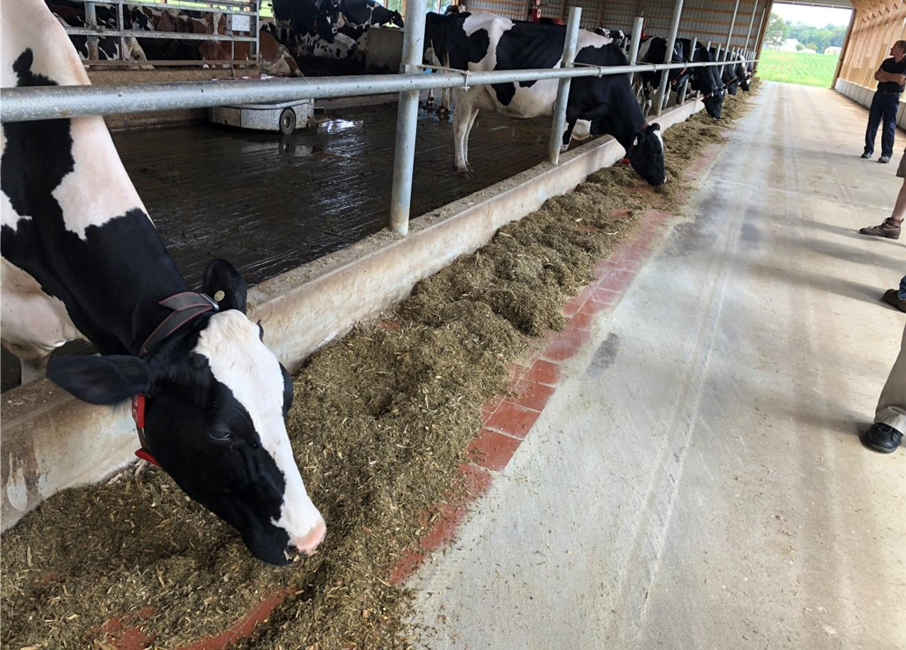 Dairy Cow Microbial Vitamins: Enhancing Nutritional Quality and Farm Productivity