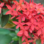 arabic flower name list
