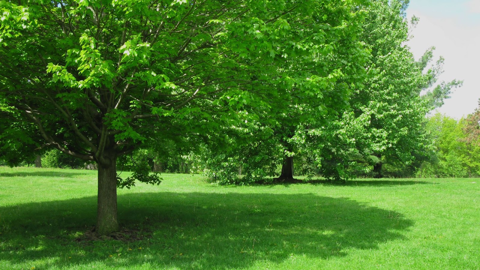 Indian Trees Ideal for Creating Shade Equity