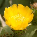 Prickly Pear