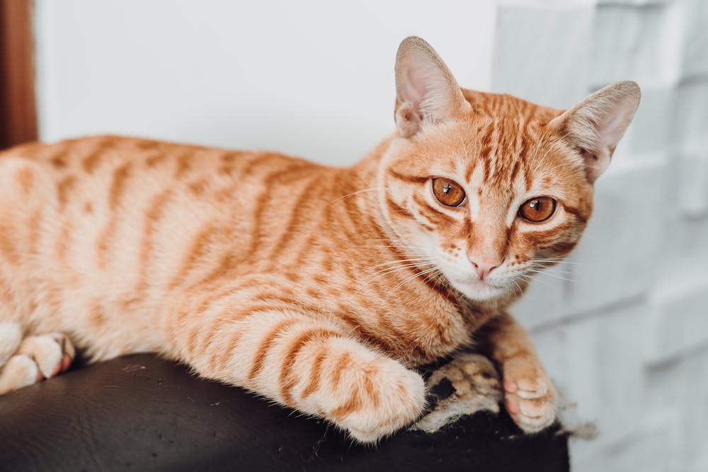 Ginger Cat on Sofa