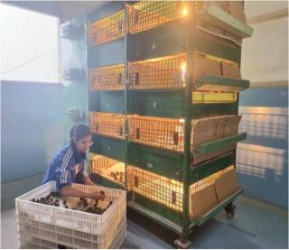 C:\Users\dr hmar.LPM\Desktop\Infrastructure LFP\Quail photos\Picture1.jpg