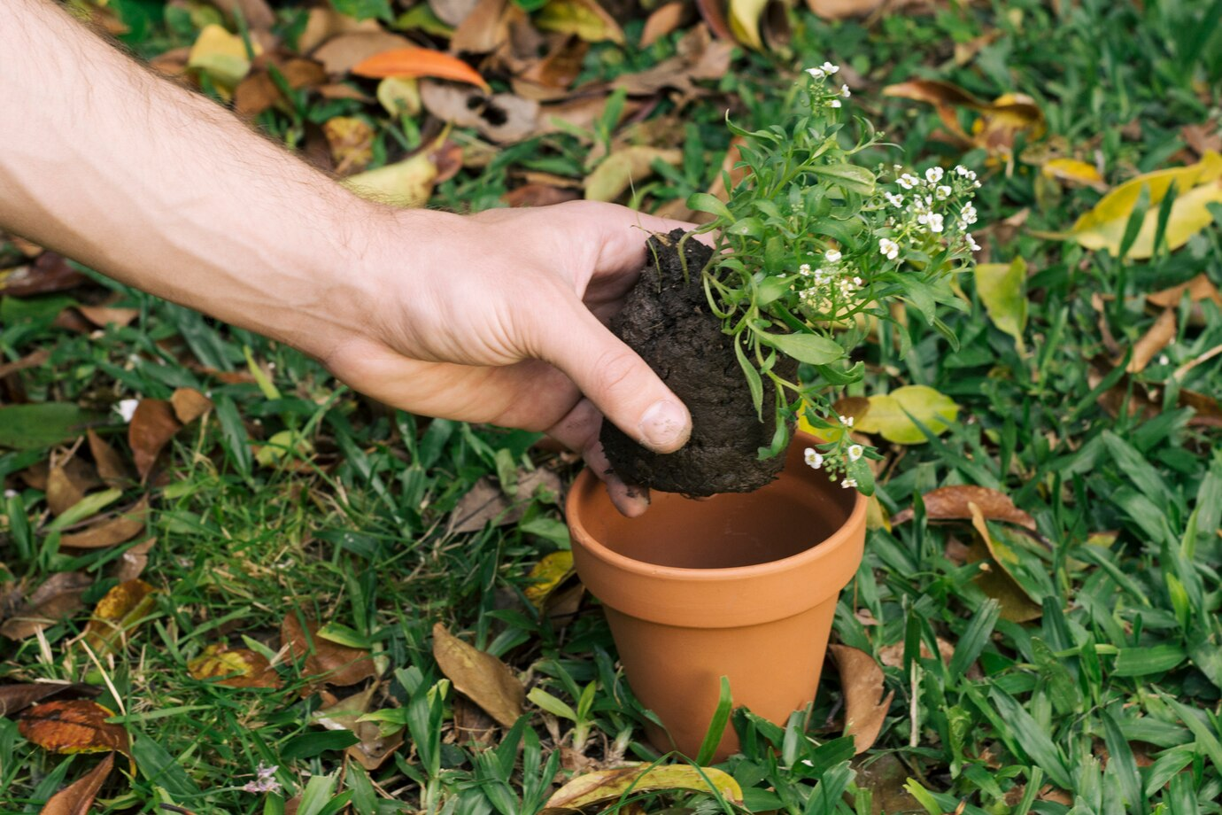 The Perfect Planting Hole