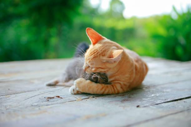 A cat lying on a table

Description automatically generated