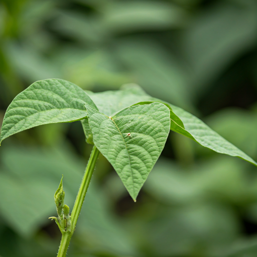 Protecting Bean Plants from Common Pests and Diseases