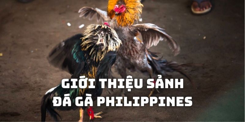 Giới thiệu sảnh cược đá gà Philippines kuwin