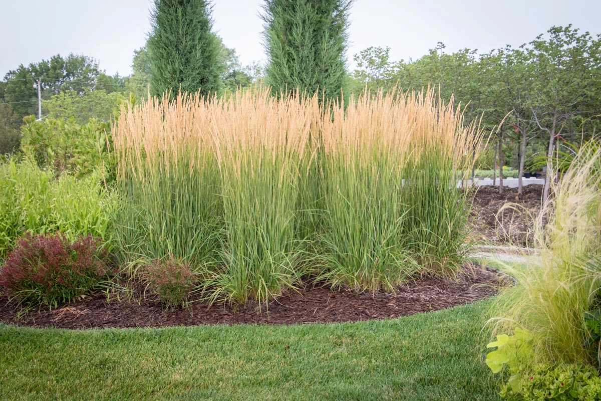 Feather reed grass botanical description