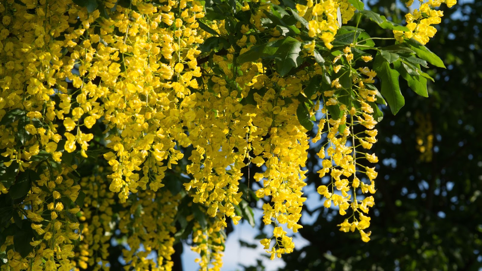 Indian Laburnum (Cassia fistula)