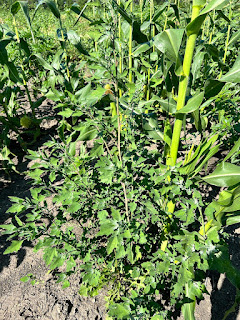 A lambsquarter weed / plant setting seeds next to the stem of a corn plant