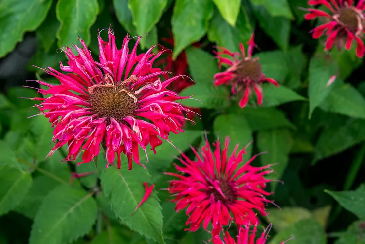 Bee balm History and Origin