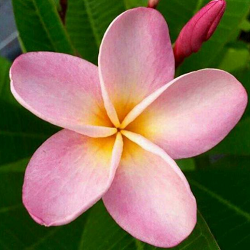 Plumeria Flower