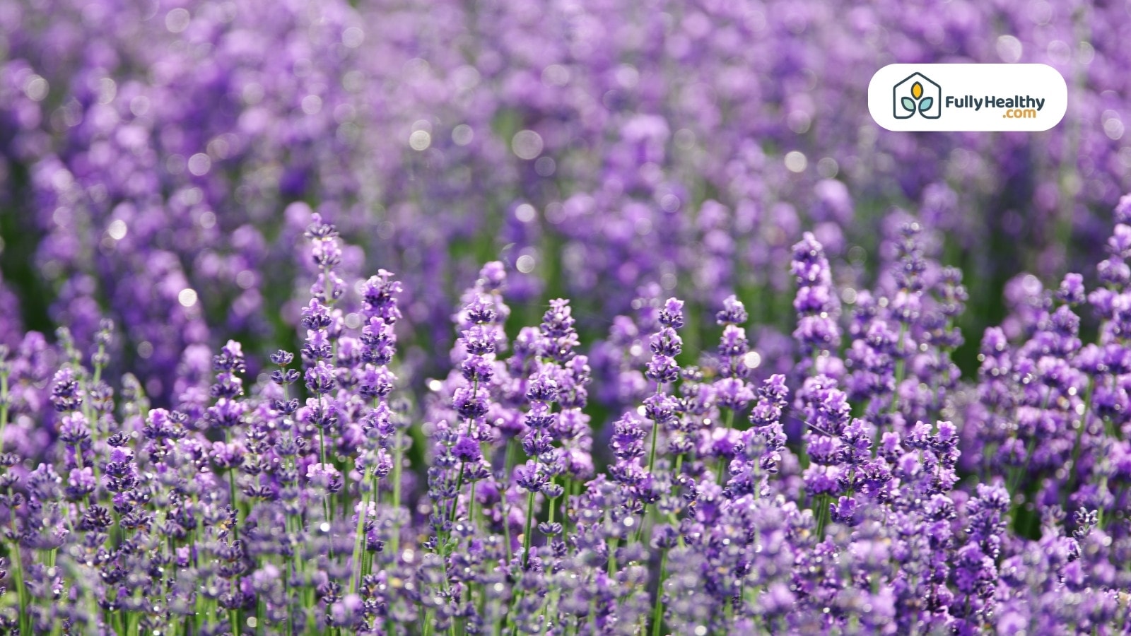 Wide lavender field in full bloom with soft background lighting