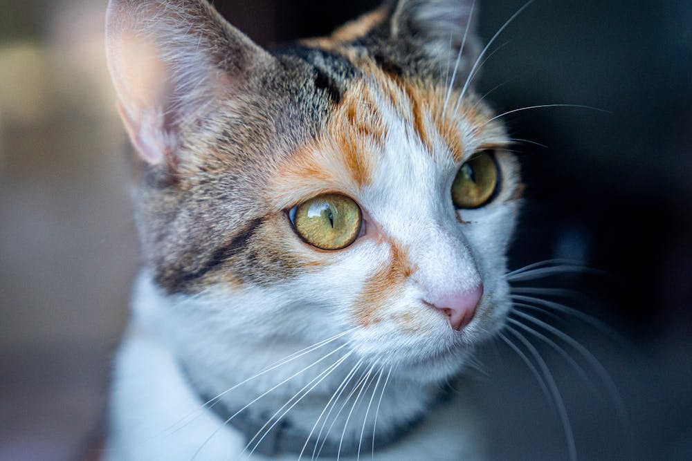 Brown Tabby Cat