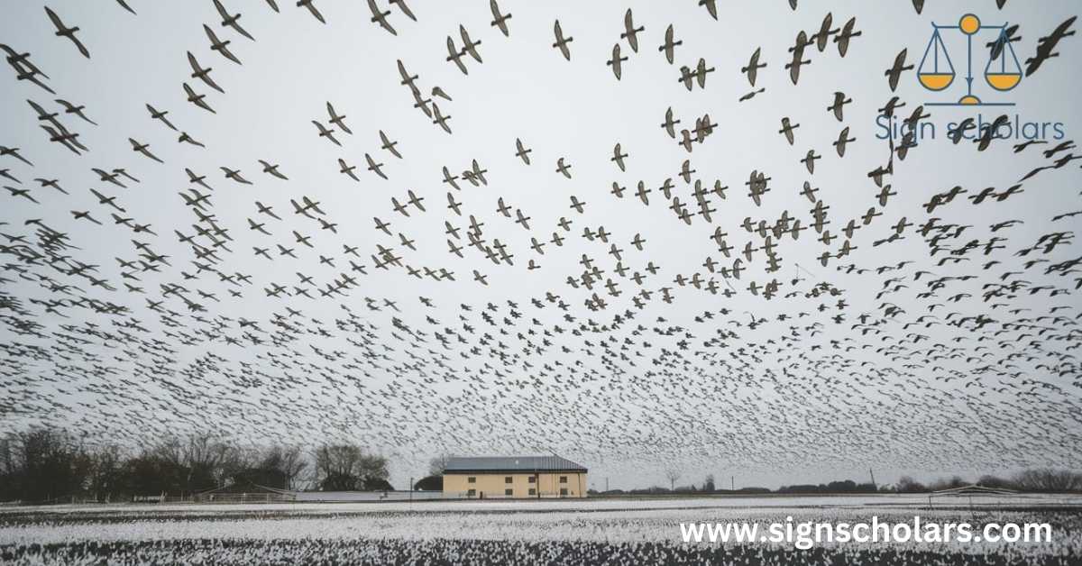 Birds Flying Directly Overhead