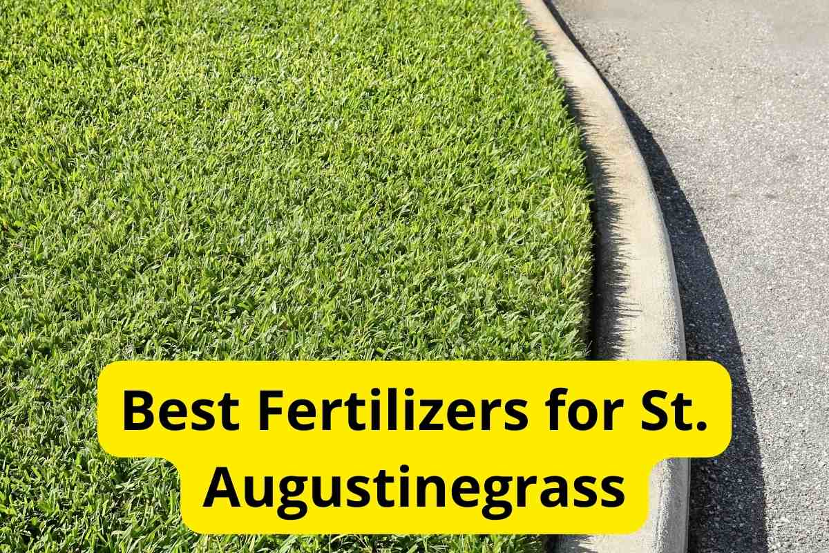 Best Fertilizers For St Augustine Grass