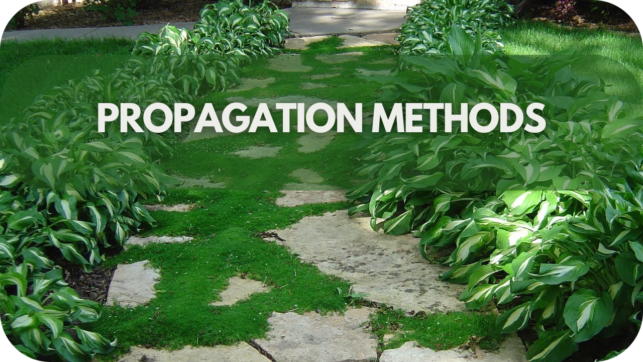 How To Grow Moss Between Pavers: Propagation Methods