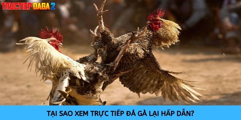 Các trận đấu đá gà trực tiếp mang tới trải nghiệm chân thực cho người xem