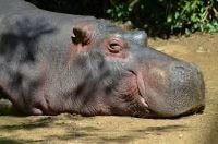 Hippopotamus wild animal