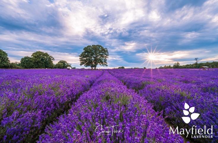 Mayfield lavender farm reopens in June