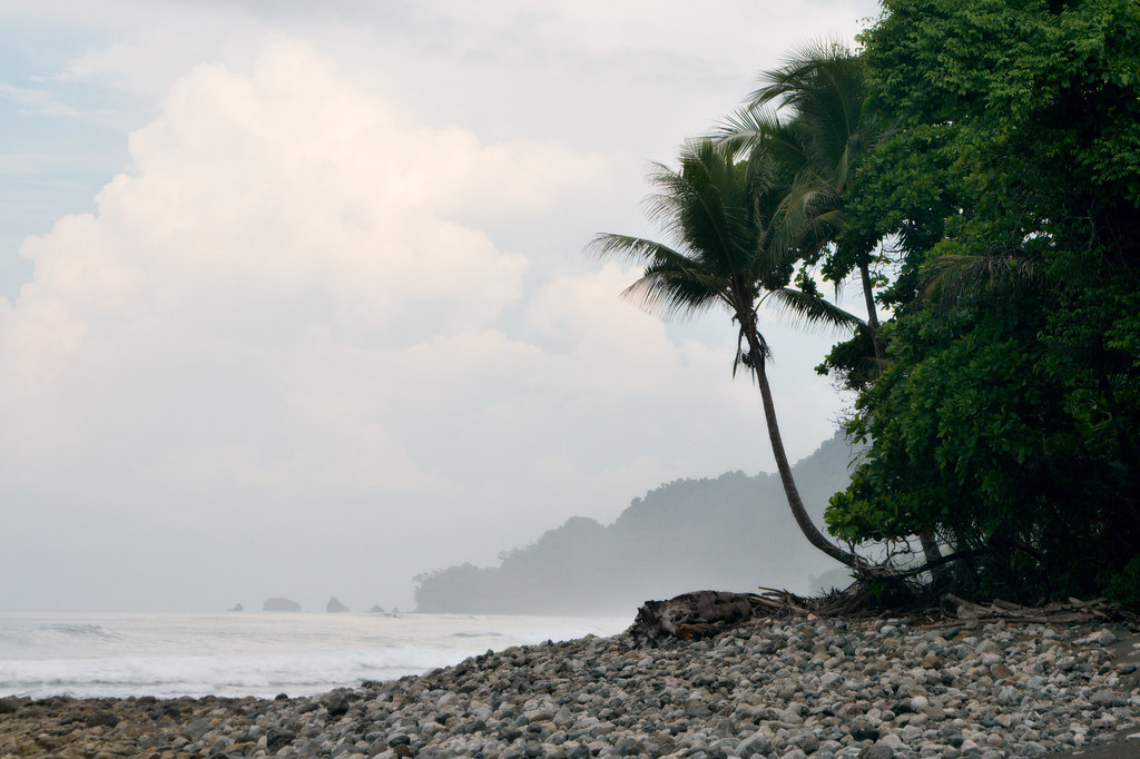 Small stones at the border and tall trees on beach and water is aggressive on the beach 