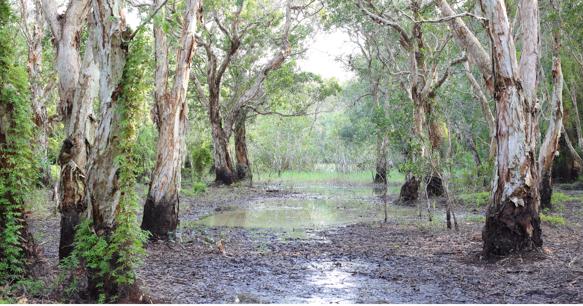  A group of invasive melaleuca trees, also known as paper bark trees, in a Florida swamp.