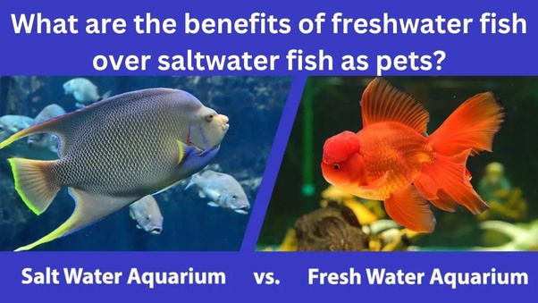 Freshwater Fish Vs Saltwater Fish Taste: Which is More Delicious?