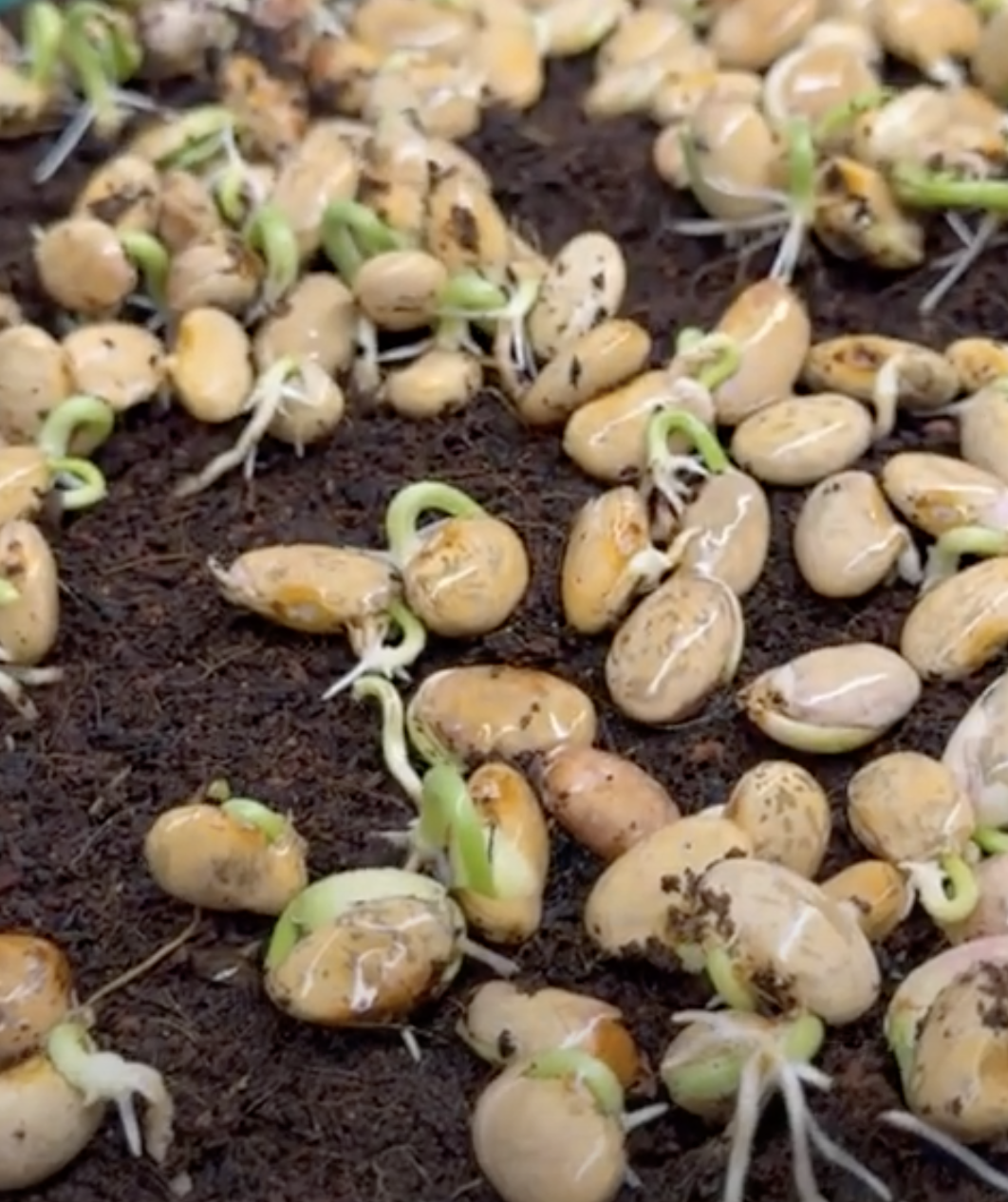 beans turning to microgreens