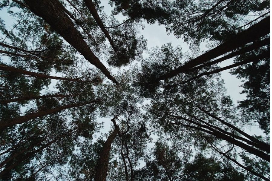 Yen Minh pine forest stretches across the gentle hills.