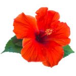 Hibiscus