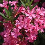 arabic flower names in english
