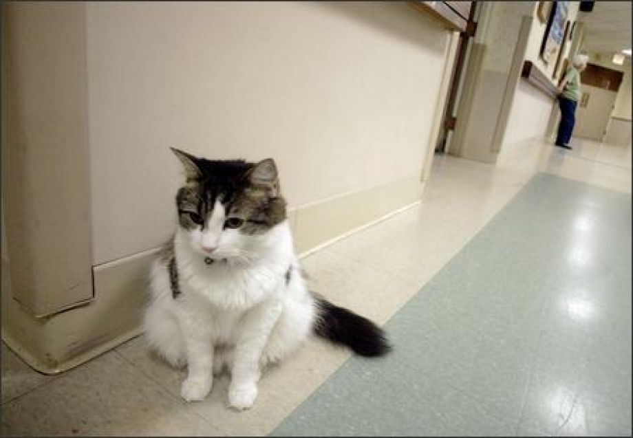 Meet Oscar, the Cat that Predicts Death