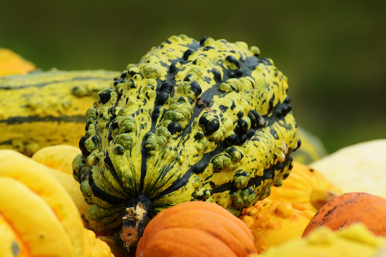 squash  Vegetable Seeds for Arizona
