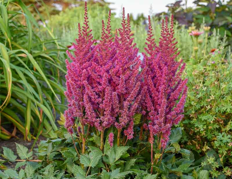 Why Choose Astilbe for the Shade Garden