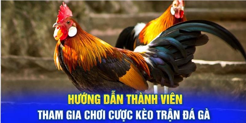 Các bước đăng nhập đá gà tại Bet88