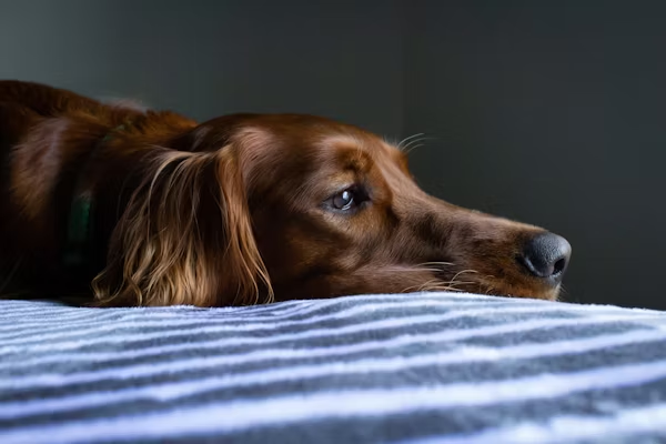 Profile of a brown dog lying down