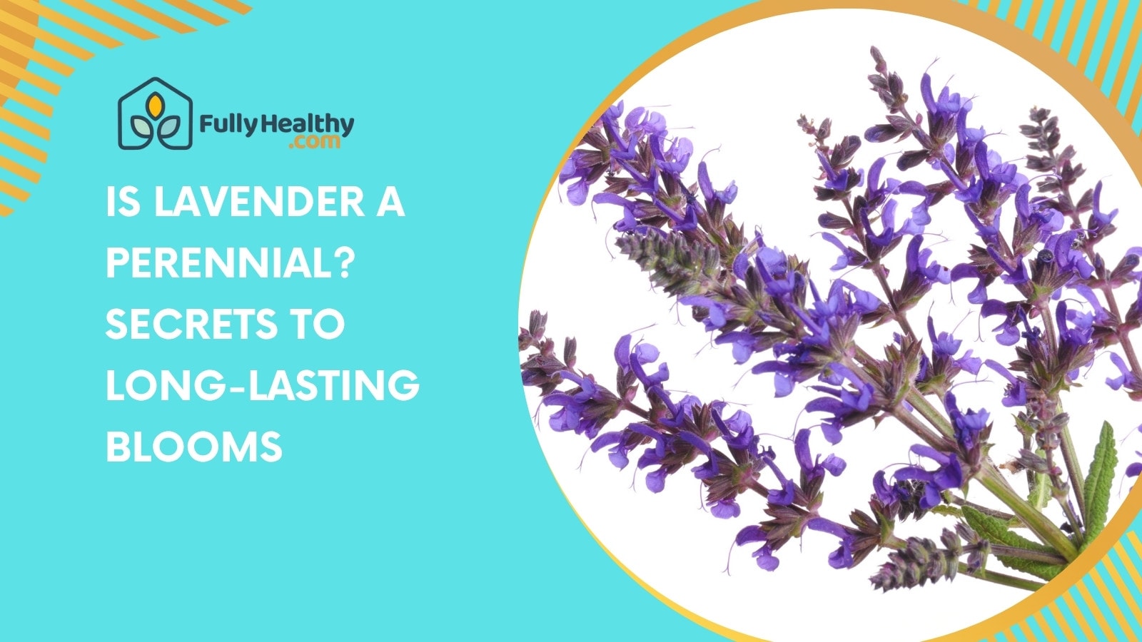 Is Lavender a Perennial? Secrets to Long-Lasting Blooms