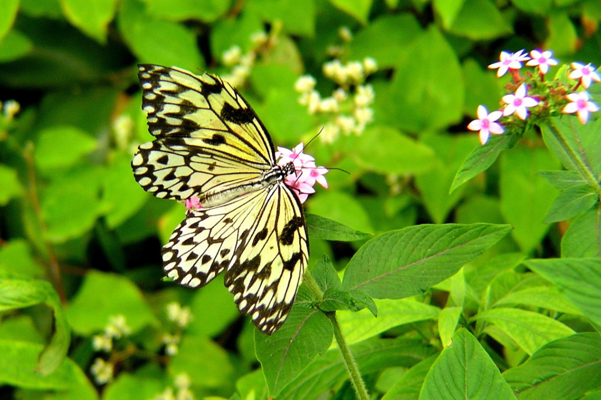 Butterfly garden in Bejuco